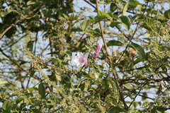 Cryptostegia grandiflora